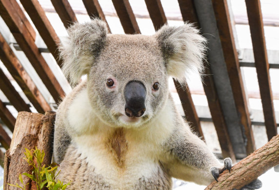A parliamentary committee   has recovered  the state’s biodiversity offset strategy  needs a large   redesign if it is to support   endangered and threatened species.