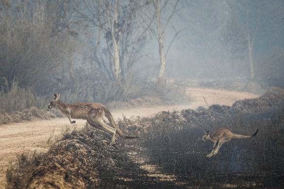 Donors worldwide opened their purses to help Australian wildlife during the 2019-20 bushfire season.
