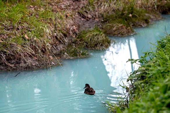 A duck swimming in the polluted water.