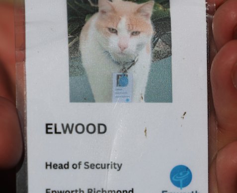  The name tag attached to Elwood’s collar.