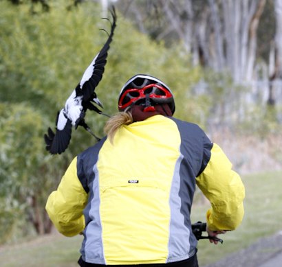 It’s the time of the year when magpies are swooping, like this attack in Melbourne.