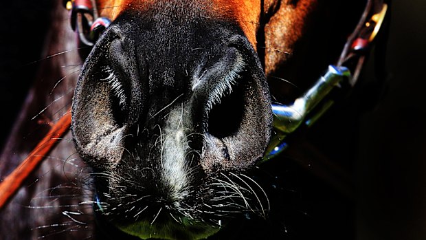 Racing heads to Coffs Harbour on Sunday.