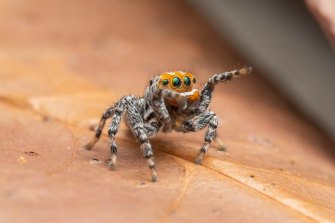 L'araignée paon.