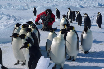 Manchots empereurs en Antarctique.