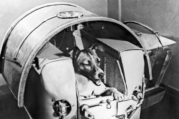 Canine cosmonaut Laika rests comfortably inside the Soviet satellite Sputnik 2 before being blasted into orbit in 1957.
