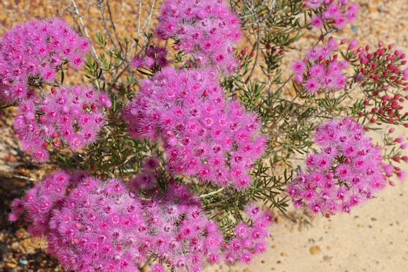 Featherflowers, Kalbarri National Park.
