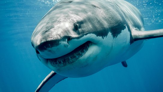 A great white shark. 