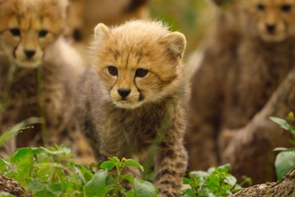 Cheetah cubs in Born to be Wild.