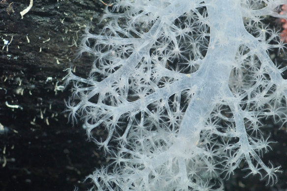 A stalk of deep-sea coral is documented 1200 metres deep at an area of the seabed that was very recently covered by the George VI Ice Shelf, a floating glacier in Antarctica.
