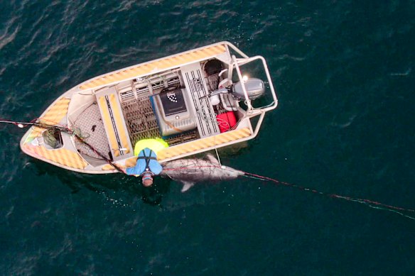 A dolphin caught in the shark net off Bondi Beach.