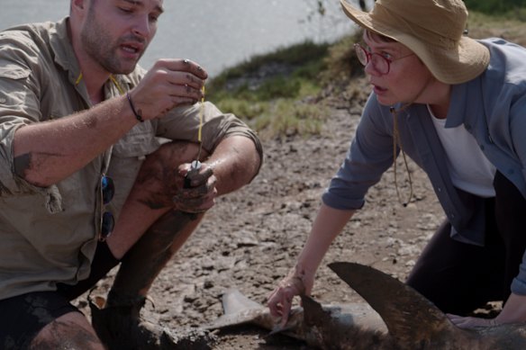 Dr Ann Jones watches marine ecologist Nicolas Lubitz tag a bull shark in Dr Ann’s Secret Lives. 