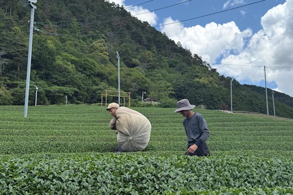 Workers harvest matcha in Uji, near Kyoto, where David sources it for her cafe.