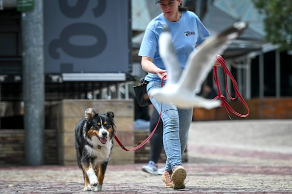 Tania McGregor at Federation Square with her seagull patrol dog Freya.