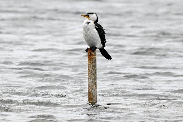 Opponents of the helicopter landing site application fear the effect on the area’s birds. 