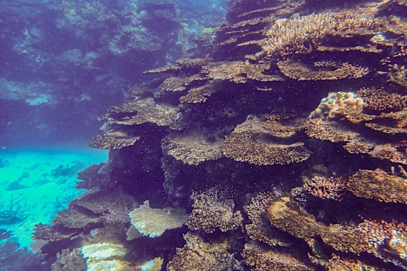 Sections of the Great Barrier Reef suffered their largest annual decline in coral cover due to bleaching during 2024. 