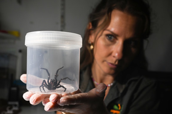 Spider keeper Emma Teni of the Australian Reptile Park expects a spike in Sydney funnel-web numbers.