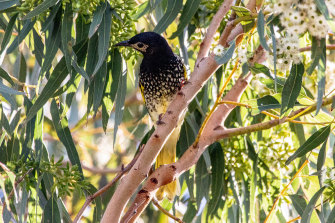 The Critically Endangered Regent Honeyeater