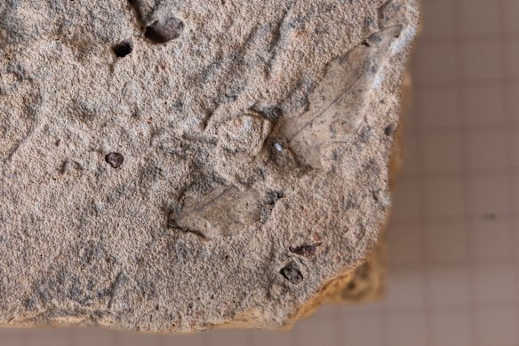 The brick with an impression of a eucalyptus leaf. 