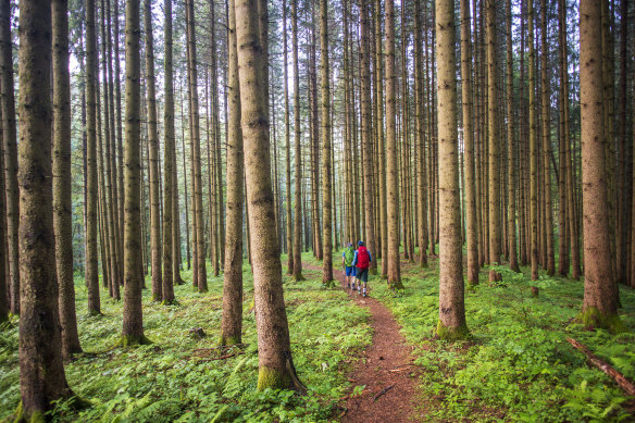 Breisgau in the Upper Black Forest.
