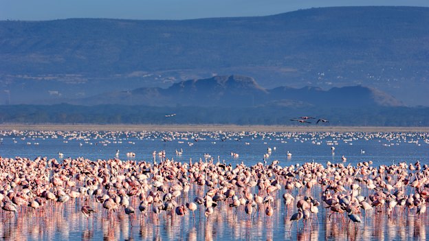 Flocks of flamingos gather on Kenya’s Lake Nakuru in the famous and wildlife-rich Rift Valley. 