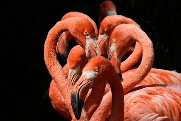Flamingo’s gather in the sun at the zoo in Cologne, Germany.