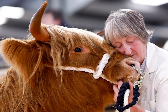 A handler pets a cow as they show their cattle at the 129th Highland Cattle Society autumn show and sale in Oban, Scotland.