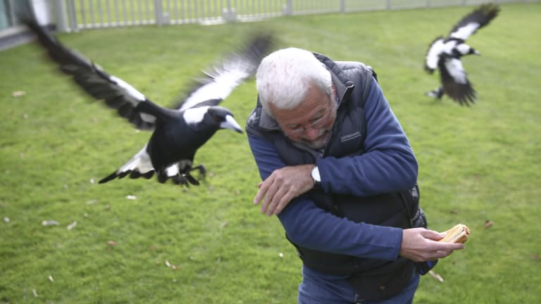 Magpies attack photographer Ray Strange while he eats a hotdog in a Parliament House courtyard in 2014.