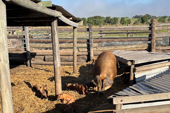 The happy pigs.