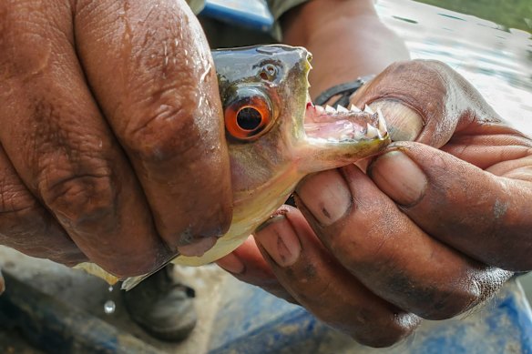 The teeth of a piranha fish can cut through human skin so cleanly, most victims don’t initially notice.