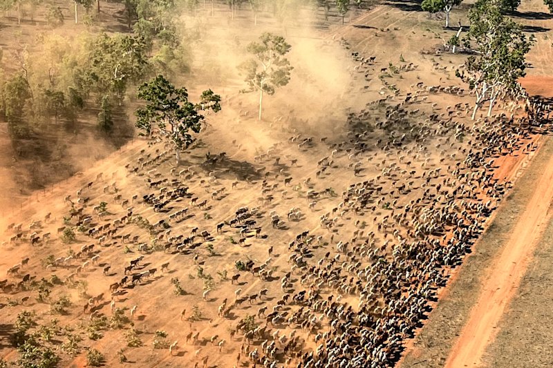 Dorisvale Station and its 12,000 head of cattle went on the market two years ago.