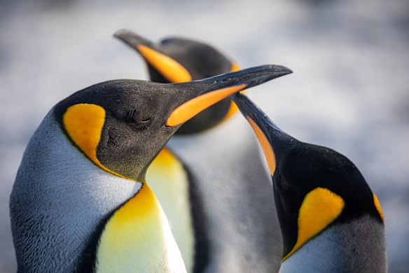 Not to play favourites but… King penguins are special.