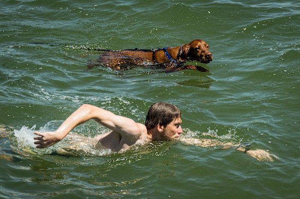 Matt Whitaker and dog Tua swimming at Port Melbourne Beach on Tuesday.