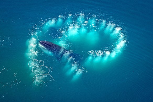 You will never see more whales anywhere on earth than Antarctica.