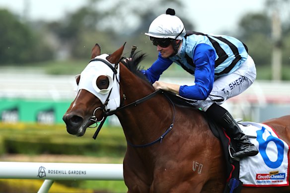 Tom Sherry after winning the Hot Danish Stakes on Artic Glamour at Rosehill on November 8.