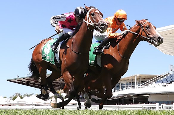 Royal Exile, left, goes down narrowly to Audit at Wyong on January 10.
