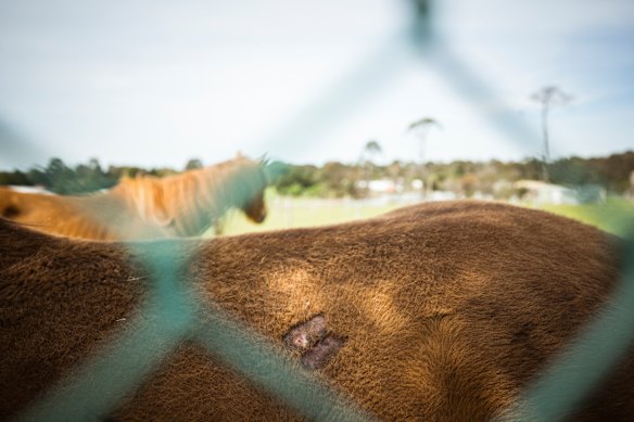 Stallions have been seen with bite marks and untreated wounds.