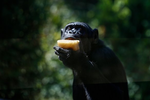 Chimps and humans share the same enzyme that helps them to process alcohol.