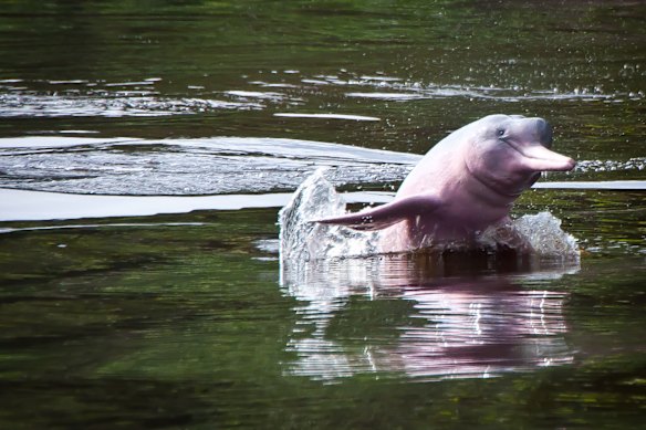Rare pink river dolphins are an endangered native species of the Peruvian section of the Amazon.