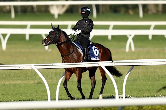 Panja Tower in track work at Canterbury on October 13.