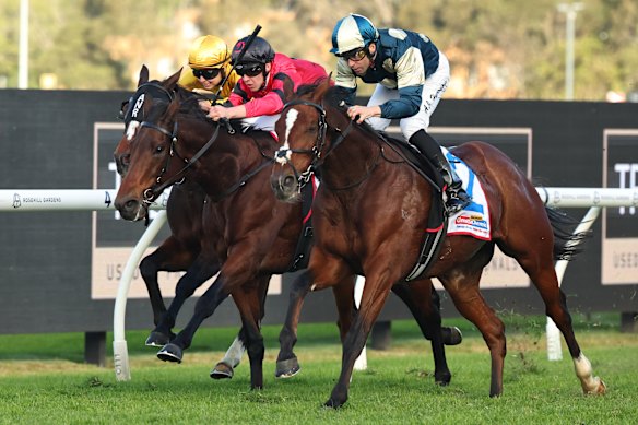 Bear On The Loose (centre) is narrowly beaten by Sir Lucan in the Winter Cup. Bear On The Loose looks well placed to claim the feature Grafton Cup for the Waterhouse-Bott stable.