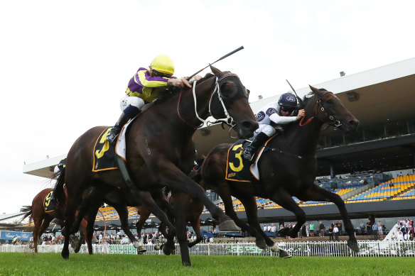 Willaidow, left, gets the nose down to beat Iowna Merc in the Southern Cross Stakes in February last year.