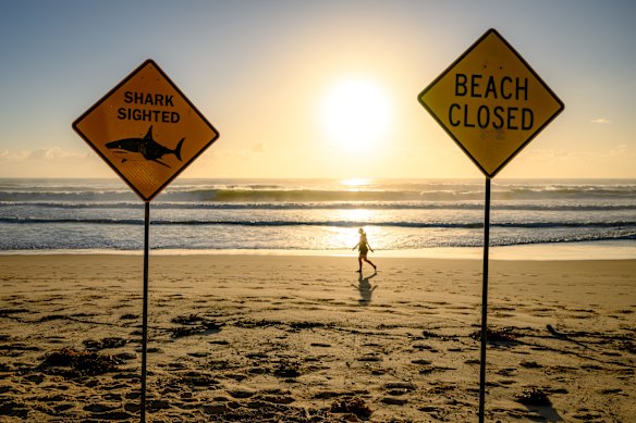  The number of shark sightings has increased dramatically.