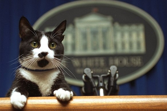 Former US President Bill Clinton’s cat Socks, in 1994.