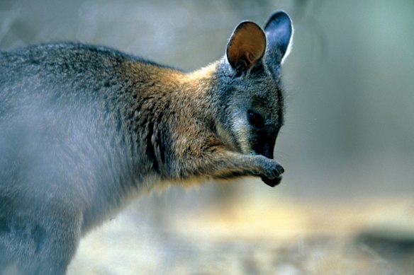 Wallaby populations in Mount Martha have exploded, leaving some starving.