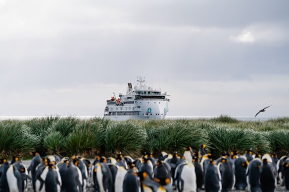 King penguins at Salisbury Plain, South Georgia.