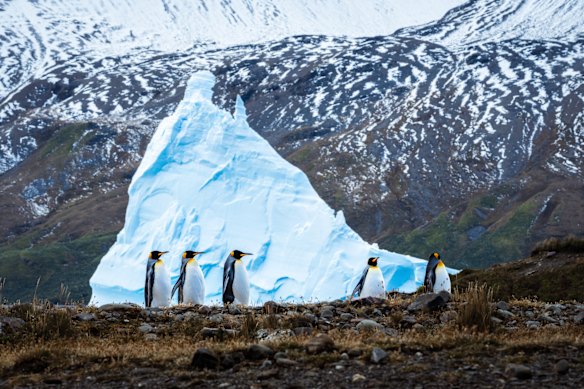 King penguins at Fortuna Bay.