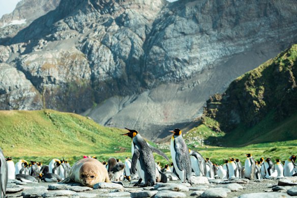The lineup at Gold Beach in South Georgia.
