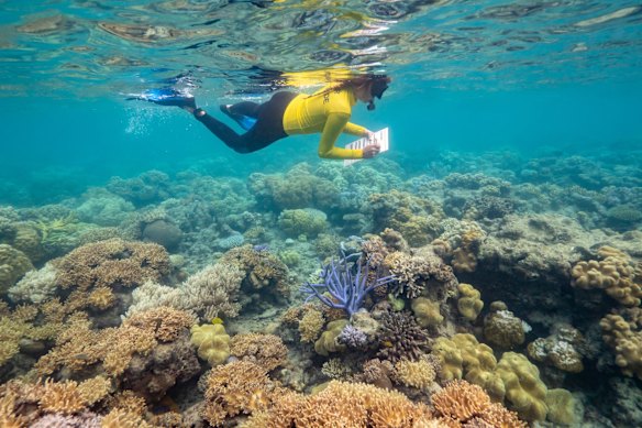 Science on the Barrier Reef with Coral Expeditions.