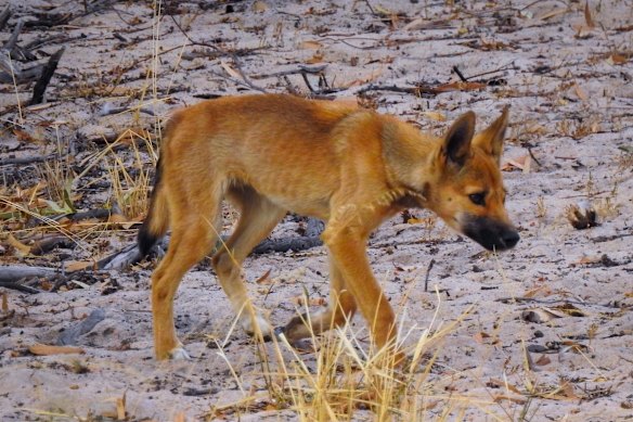 Dingoes in Big Desert are a genetically distinct population. Grave fears are held for their survival.