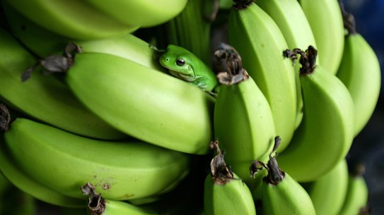 As author Brian Tracy said, if it’s your job to eat a frog, you’re best to do it first thing in the morning.